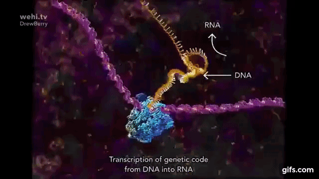 Polimeraza RNA 1